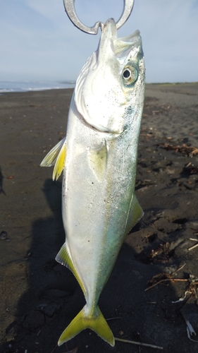 ワカシの釣果