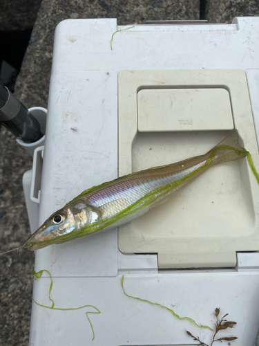 シロギスの釣果