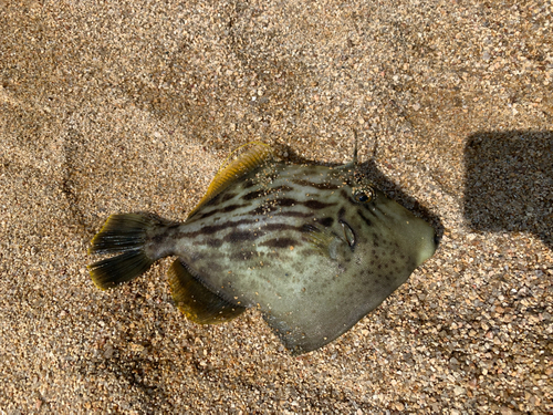 カワハギの釣果