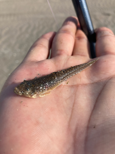 モクズガニの釣果