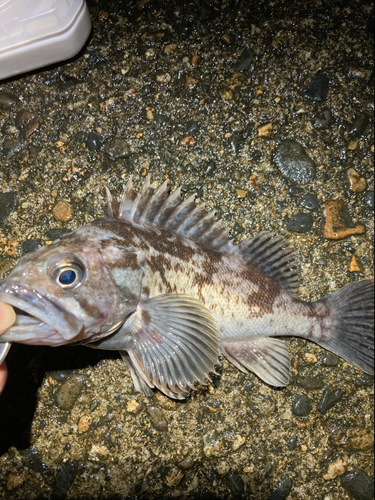 クロソイの釣果