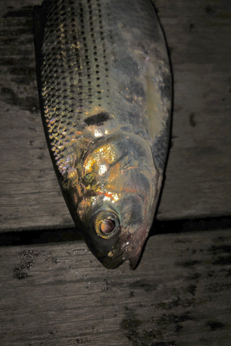 コノシロの釣果