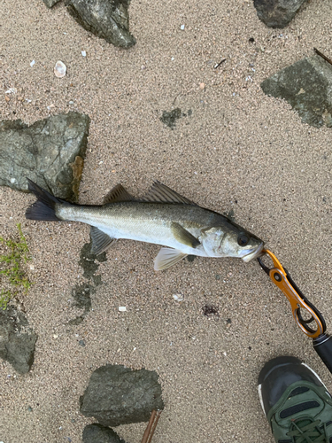 スズキの釣果