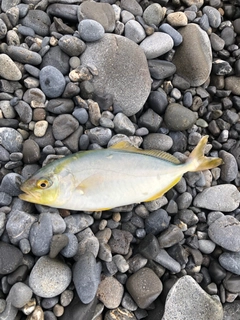 ショゴの釣果