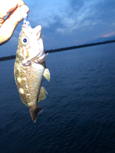 ガヤの釣果