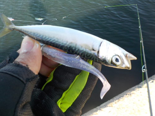 サバの釣果