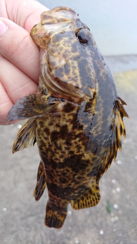 タケノコメバルの釣果