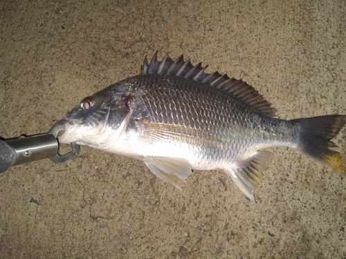 キビレの釣果