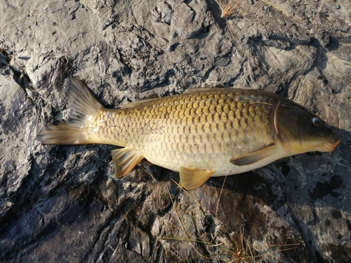 コイの釣果