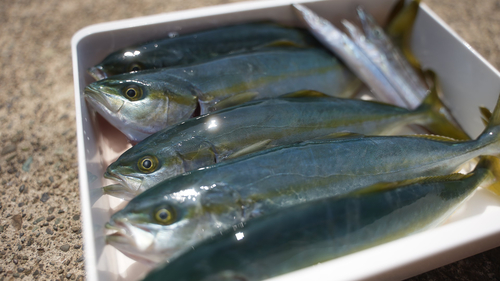 ワカシの釣果