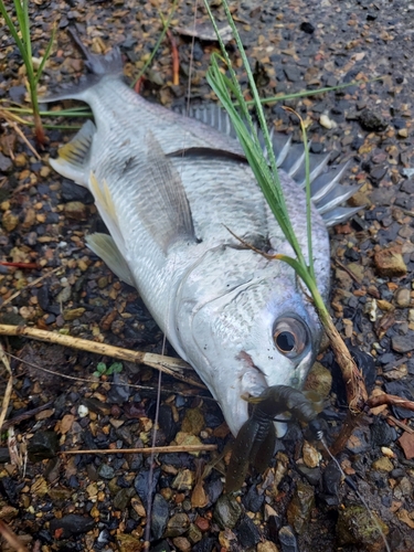 キビレの釣果