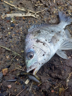 キビレの釣果