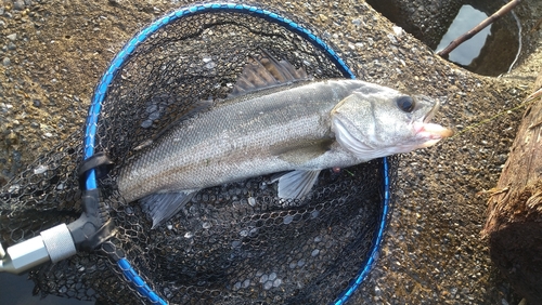 セイゴ（マルスズキ）の釣果