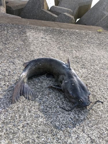 アメリカナマズの釣果