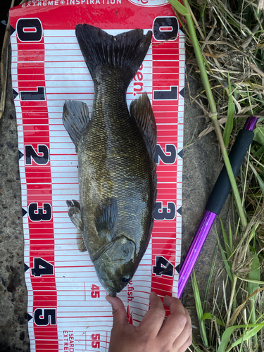 スモールマウスバスの釣果