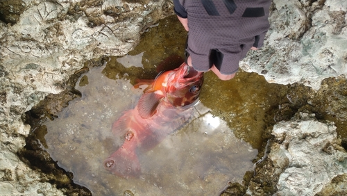 アカハタの釣果