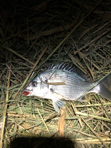 キビレの釣果