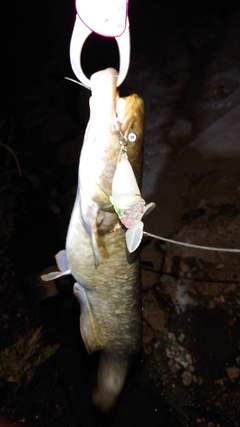 ナマズの釣果