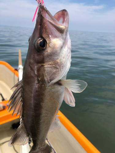 アラの釣果