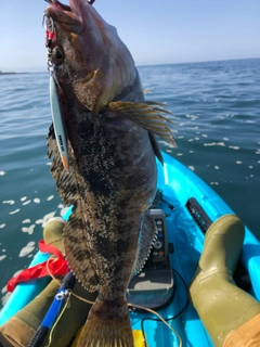 アイナメの釣果