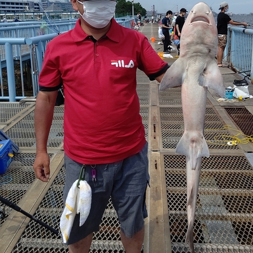 サメの釣果