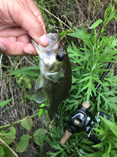 ラージマウスバスの釣果