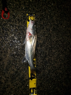 セイゴ（マルスズキ）の釣果