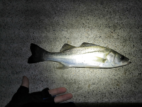 セイゴ（マルスズキ）の釣果