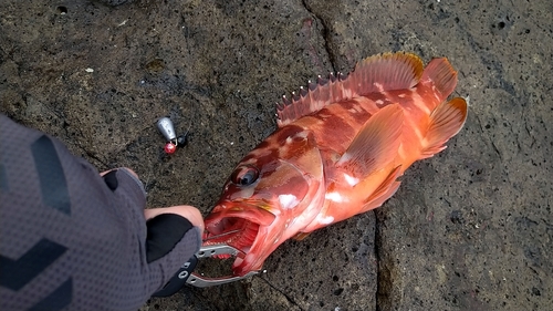 アカハタの釣果