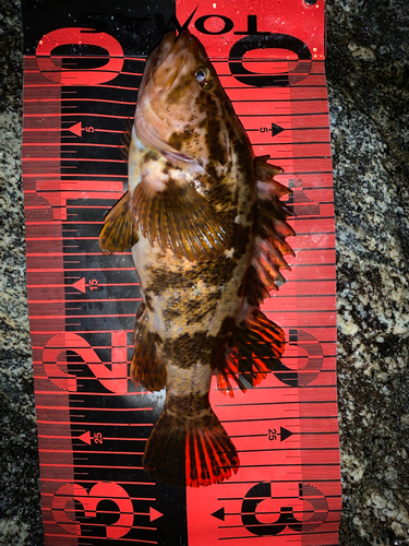 タケノコメバルの釣果