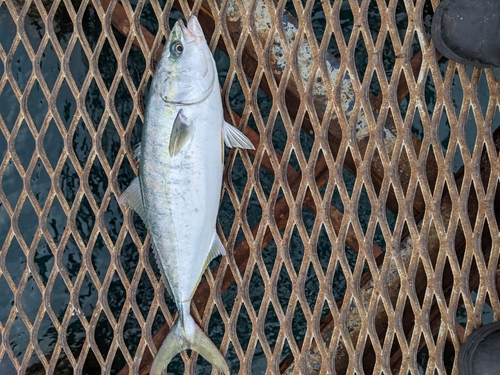 ハマチの釣果