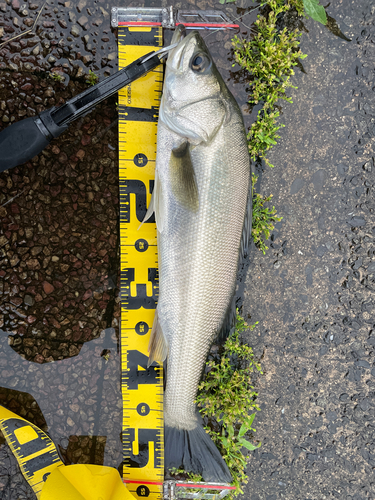 セイゴ（マルスズキ）の釣果