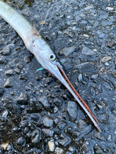 ダツの釣果