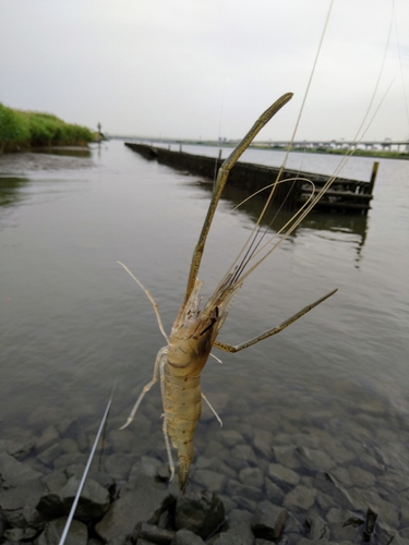 テナガエビの釣果