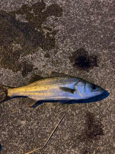 セイゴ（マルスズキ）の釣果