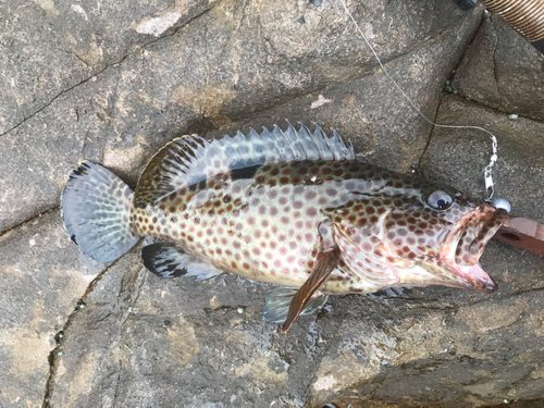 ノミノクチの釣果