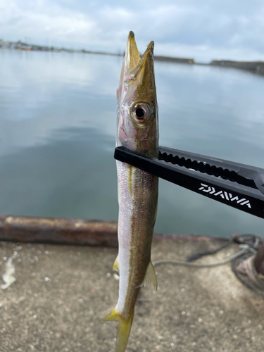 カマスの釣果