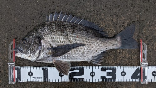 クロダイの釣果