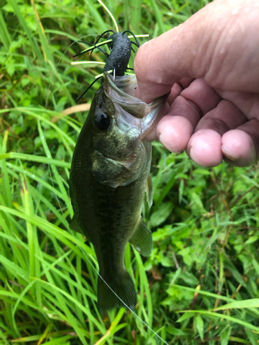 ブラックバスの釣果