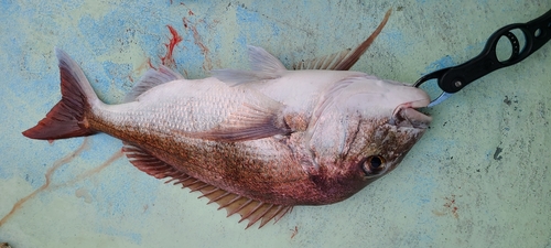 マダイの釣果