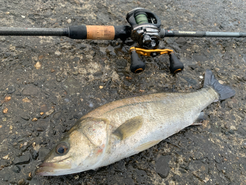 フッコ（マルスズキ）の釣果