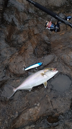 カンパチの釣果