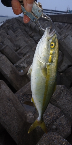 ワカシの釣果