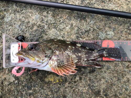 カサゴの釣果