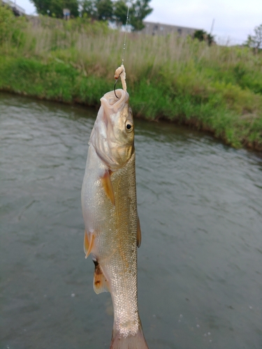 ウグイの釣果