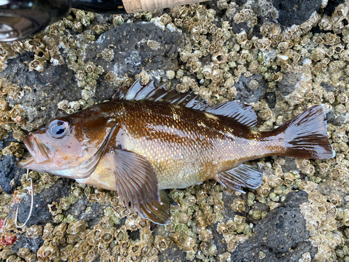 エゾメバルの釣果