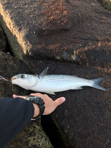 ボラの釣果