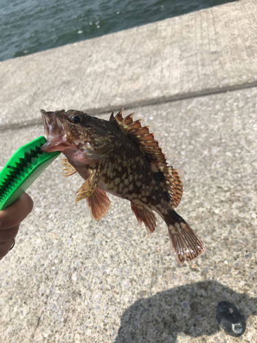 カサゴの釣果