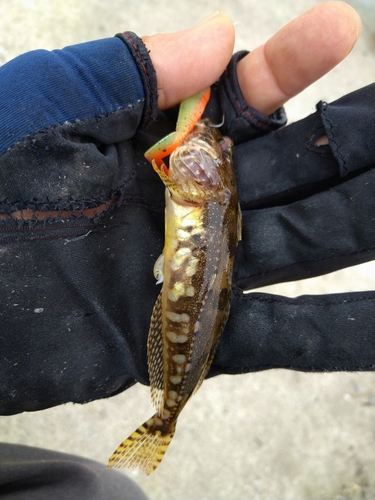 アサヒアナハゼの釣果