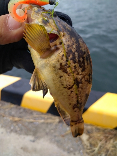 クロソイの釣果